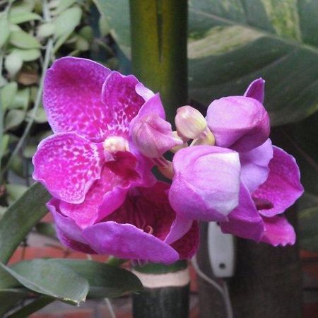 Big Lyna Villa Siem Reap Zewnętrze zdjęcie